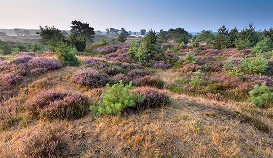 Vakantiehuis thema Vakantiehuis 22 personen