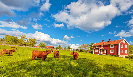 Aandachtstrekker Midden-Zweden