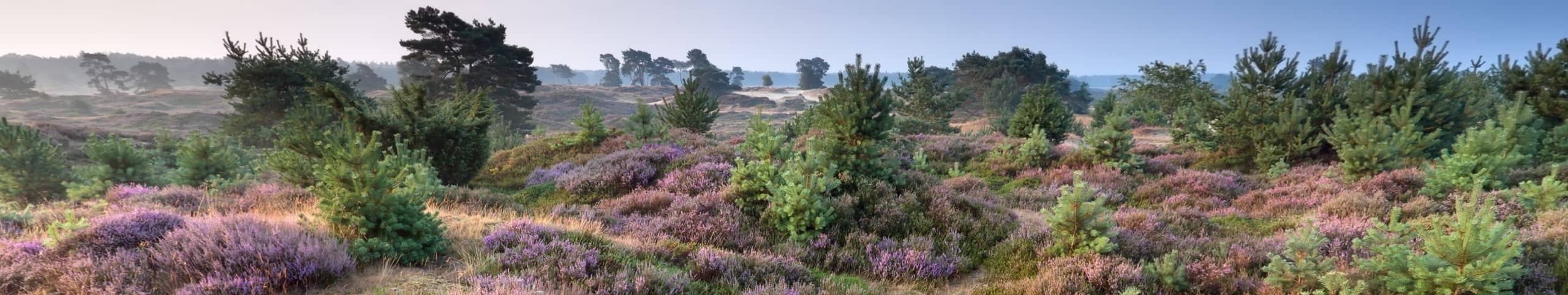 Banner Veluwe - Nederland